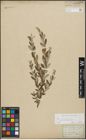 Foto von Salix repens subsp. incubacea (L.) A. Neumann